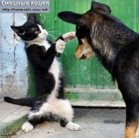 Кошачий бокс