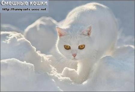 Белый кот хамелеон