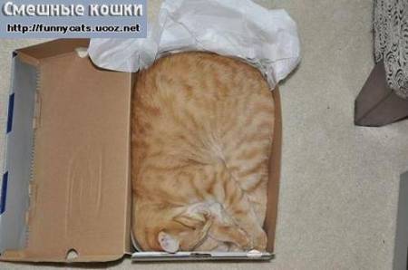 Рыжий кот лежит шпротами в коробке