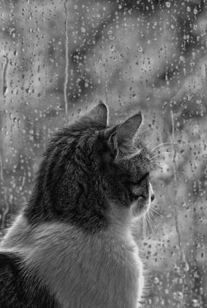 Кот через окно смотрит на дождь