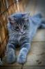 Фото котят смешные фон для сайта Королевский котенок