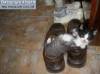 Фото котят смешные фон для сайта Не наш размер ботинок