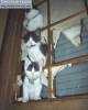 Фото котят смешные фон для сайта Три котенка на окне