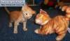Фото котят смешные фон для сайта Секреты рыжих котят