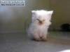 Фото котят смешные фон для сайта Да вы жизни не видали