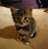 Фото котят смешные фон для сайта Джонни. Маленький котенок с бабочкой на шее