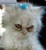 Фото котят смешные фон для сайта Недовольный перс с бантиком
