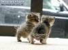 Фото котят смешные фон для сайта Полосатые и усатые братья
