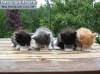 Фото котят смешные фон для сайта Четыре друга на водопое