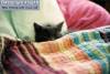 Фото котят смешные фон для сайта Серый котенок под разноцветным одеялом