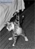 Фото котят смешные фон для сайта Поймал веревочку