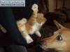 Фото котят смешные фон для сайта Полкило ярости и тонна наглости