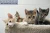 Фото котят смешные фон для сайта Четыре разноцветных, полосатых котенка