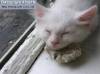 Фото котят смешные фон для сайта Котенок и музыка камня