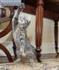 Фото котят смешные фон для сайта Боевая стойка