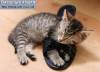Фото котят смешные фон для сайта Котенок учится носить тапки хозяину