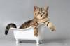 Фото котят смешные фон для сайта Принять ванную и выпить чашечку кофе