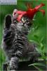 Фото котят смешные фон для сайта Котенок играет с красным цветком
