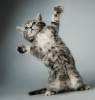 Фото котят смешные фон для сайта Вырасту большой