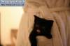 Фото котят смешные фон для сайта Карманый котенок