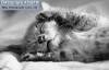 Фото котят смешные фон для сайта Спящая крохотуля