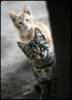 Фото котят смешные фон для сайта Стройно в ряд