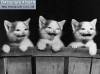 Фото котят смешные фон для сайта Улыбающиеся котята