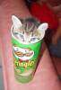 Фото котят смешные фон для сайта Не съедобные чипсы