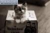 Фото котят смешные фон для сайта Котенок выскочил из коробки из под пива