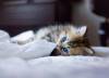Фото котят смешные фон для сайта Котенок спит на кровати
