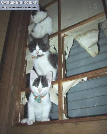 Три котенка на окне