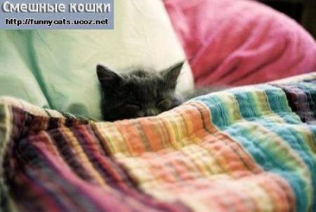 Серый котенок под разноцветным одеялом
