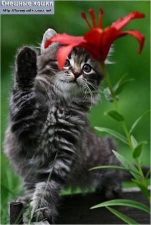 Котенок играет с красным цветком