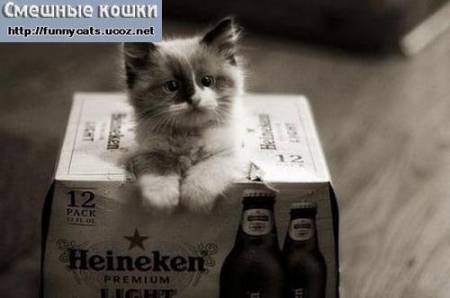 Котенок выскочил из коробки из под пива