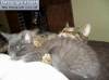 Смешные коты и кошки фон для сайта Кошачие нежности