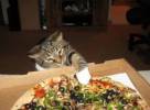 Смешные коты и кошки фон для сайта Кот хочет попробовать пиццу