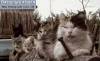 Смешные коты и кошки фон для сайта Дворовая шпана