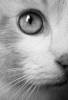 Смешные коты и кошки фон для сайта Черно-белое фото симпатичной кошачьей мордашки