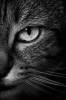 Смешные коты и кошки фон для сайта Хмурый кот на черно-белом фото