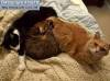 Смешные коты и кошки фон для сайта Три кошки разного окраса на диване