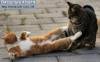 Смешные коты и кошки фон для сайта Я на солнышке лежу