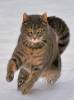 Смешные коты и кошки фон для сайта Красивый кот скачет по снегу