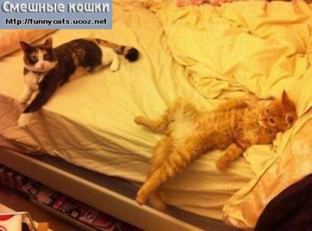 Кот с кошкой на двухспальной кровати