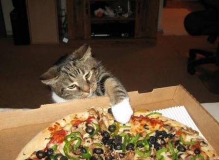 Кот хочет попробовать пиццу