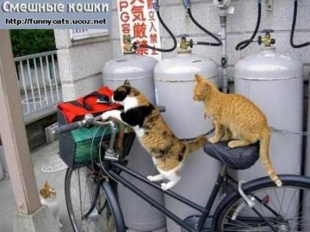 Кот с кошкой хотят покататься на велосипеде