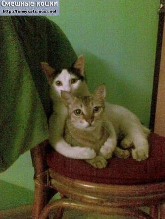 Кот и кошка сидят в обнимку