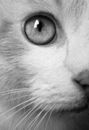 Черно-белое фото симпатичной кошачьей мордашки