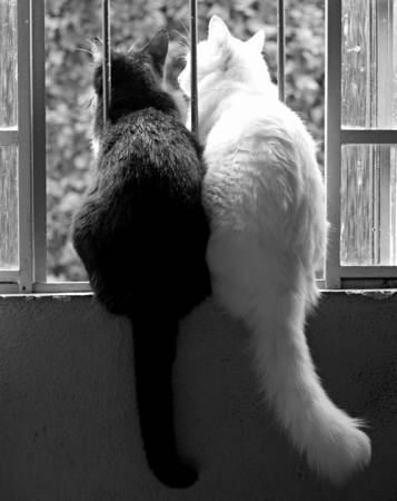 Черная и белая кошка слушают запахи этого дня