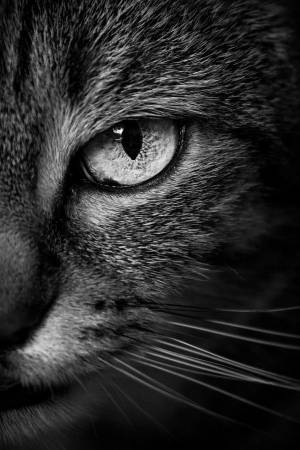 Хмурый кот на черно-белом фото