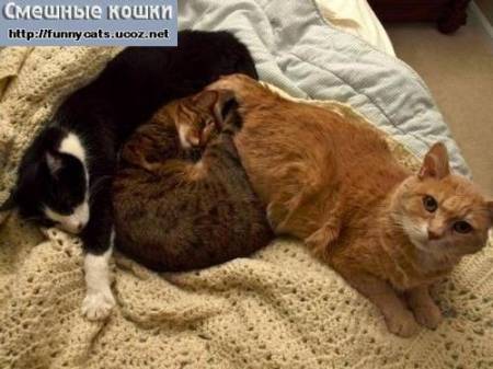 Три кошки разного окраса на диване